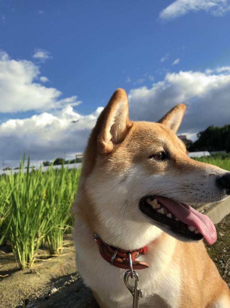 田んぼと柴犬