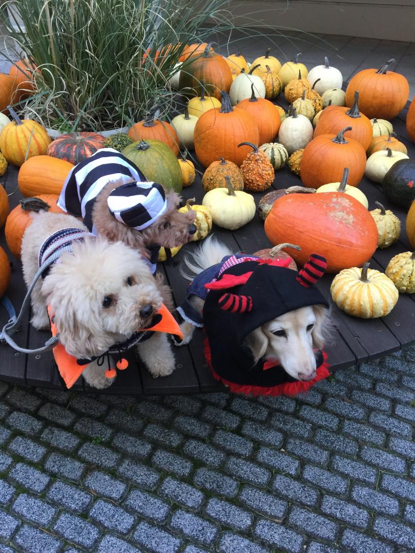 ウォーリー犬を探せ ひでまろさんの投稿写真 犬 愛犬フォトコンテスト イヌトミィ