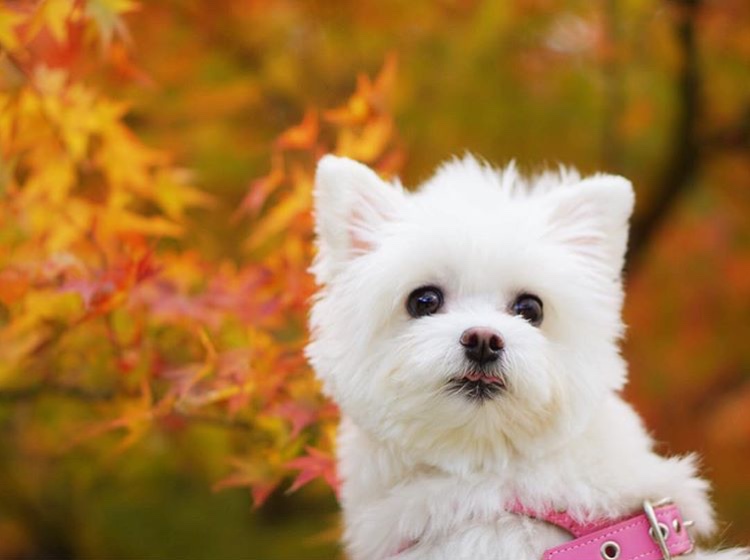 紅葉に映える愛犬