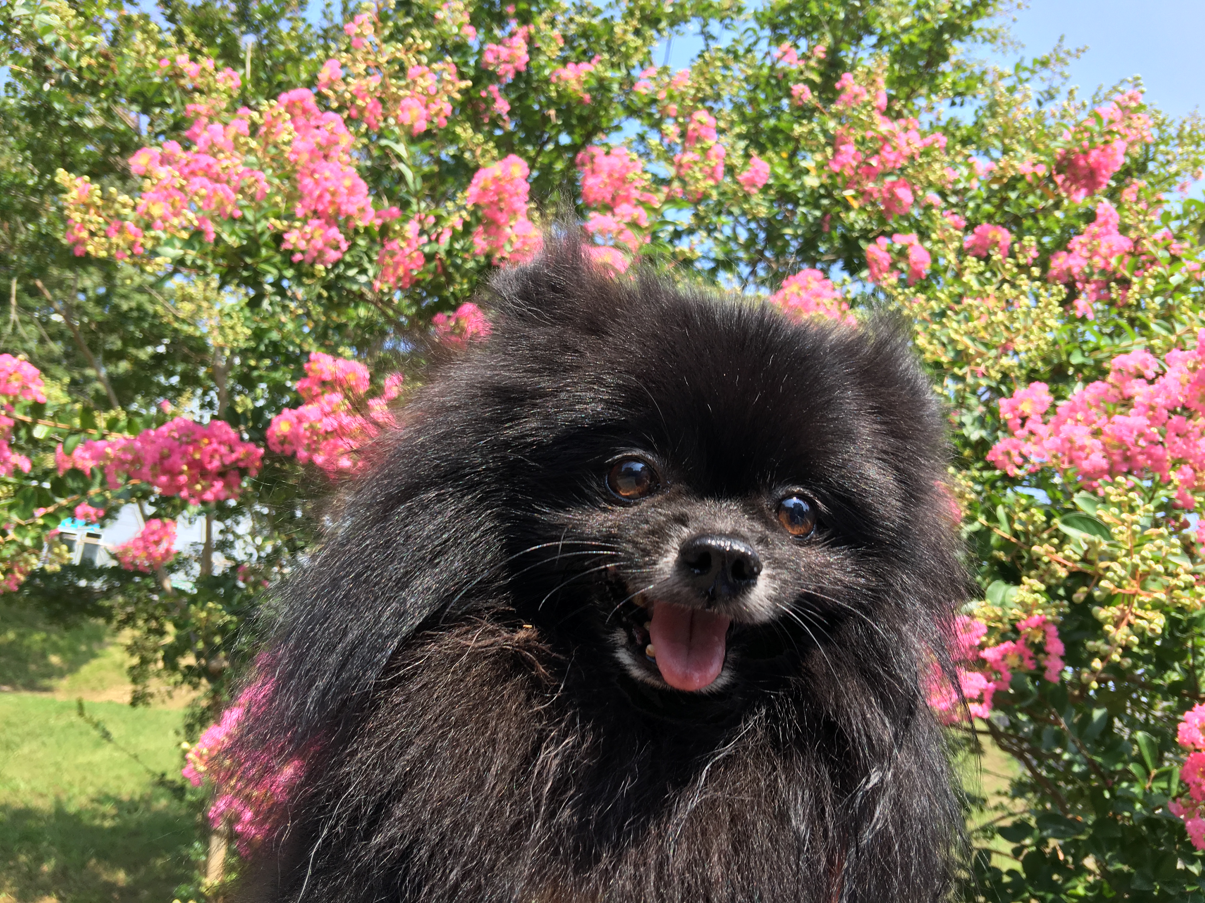 満開の笑み フィス梅吉さんの投稿写真 犬 愛犬フォトコンテスト イヌトミィ