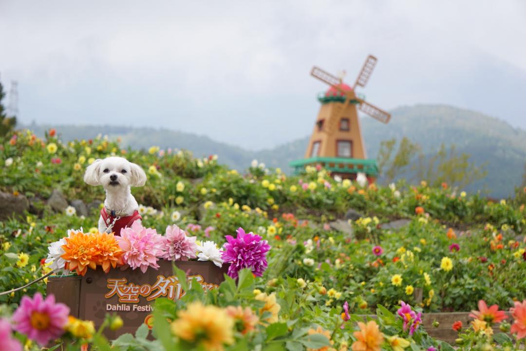 秋のお花畑で♪