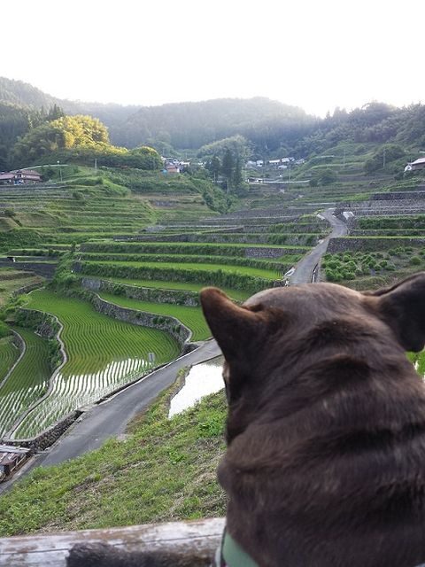 棚田にうっとり？