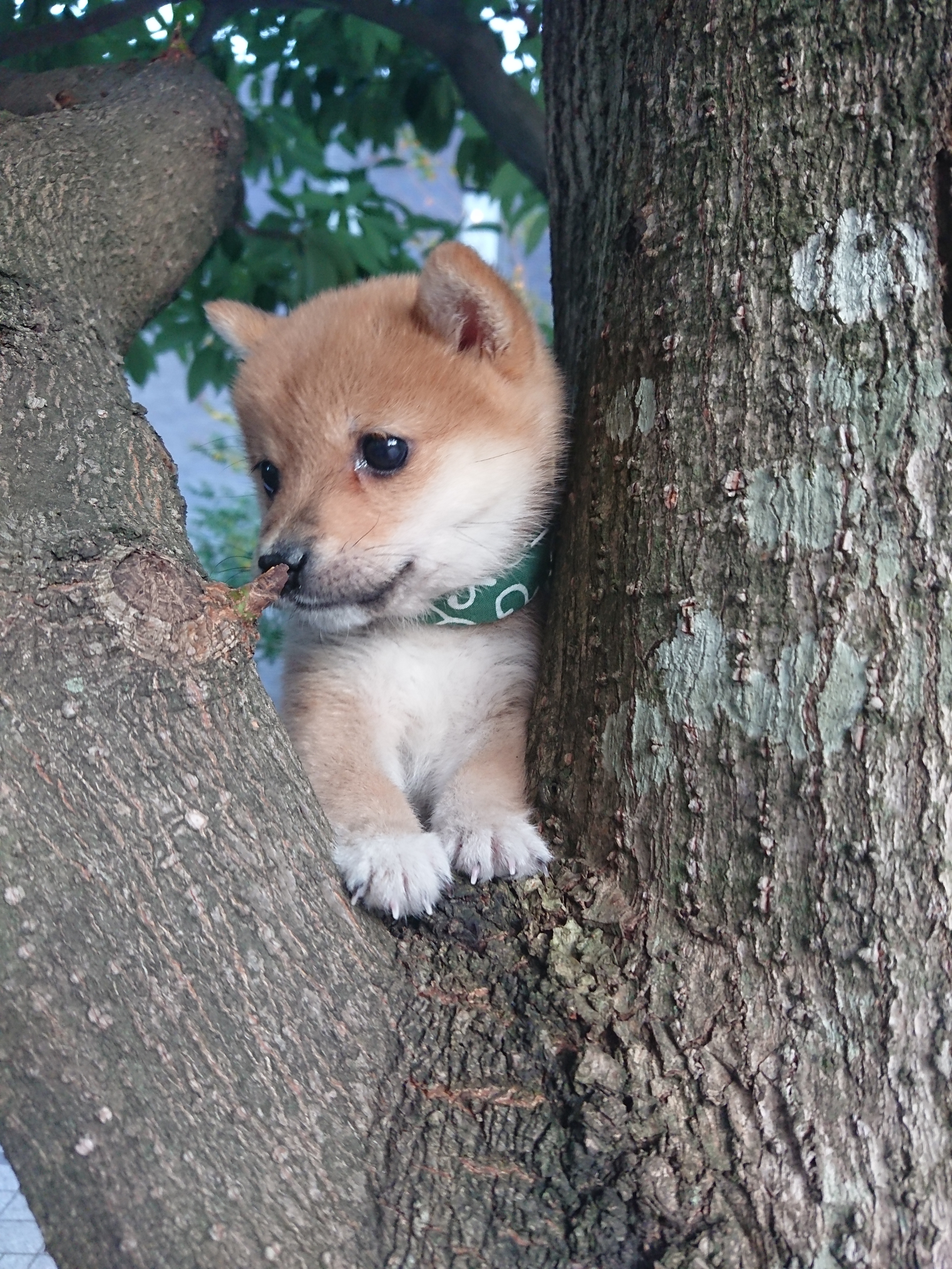 初めてのおでかけ 茶々丸さんの投稿写真 犬 愛犬フォトコンテスト イヌトミィ