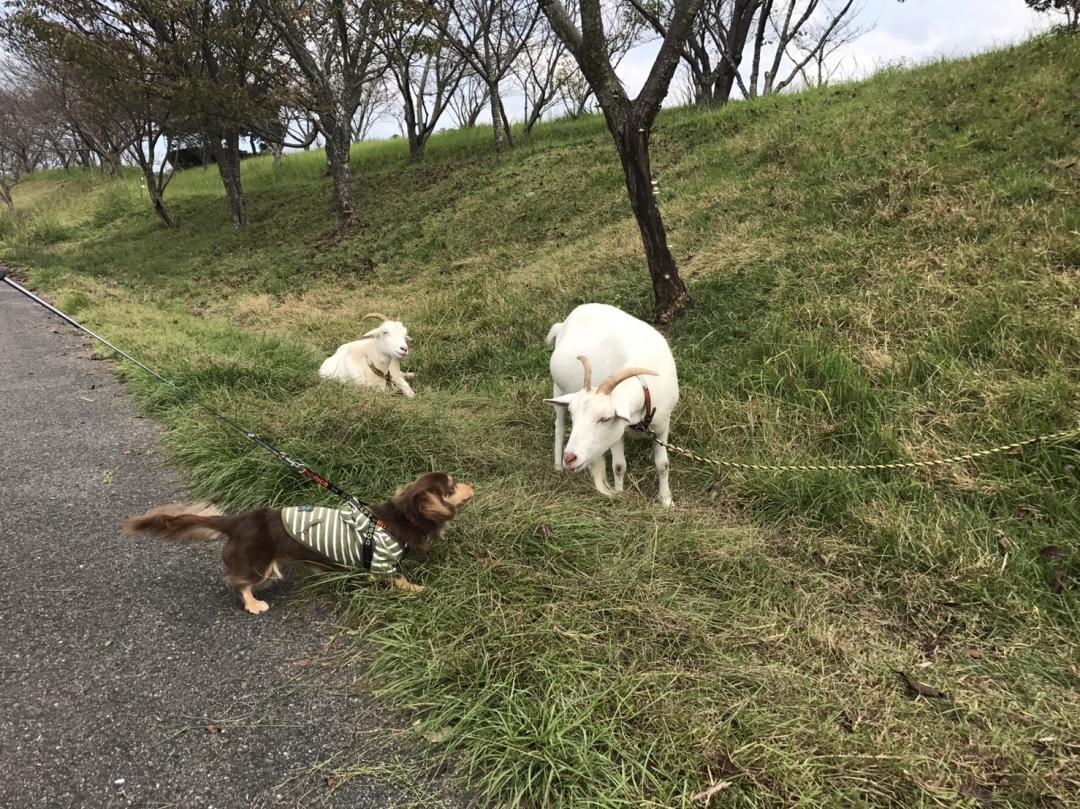 こんにちは。やぎさん。