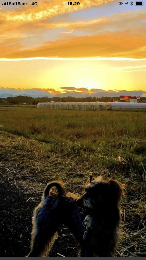 夕暮れのお散歩