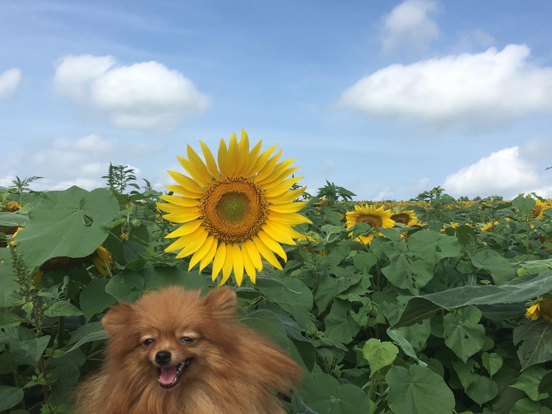 真夏の太陽 フマさんの投稿写真 犬 愛犬フォトコンテスト イヌトミィ