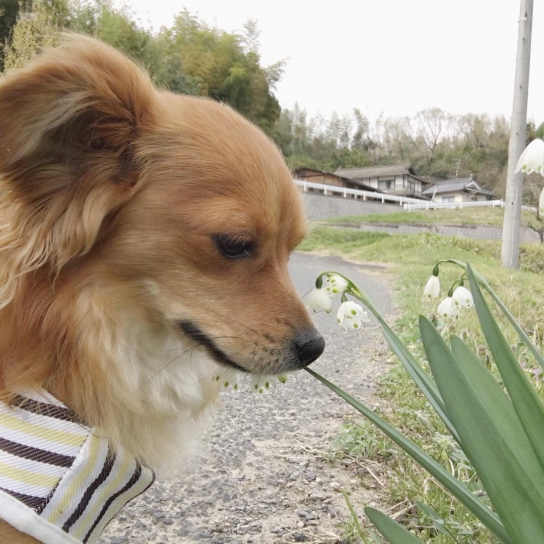 お花のいい香り