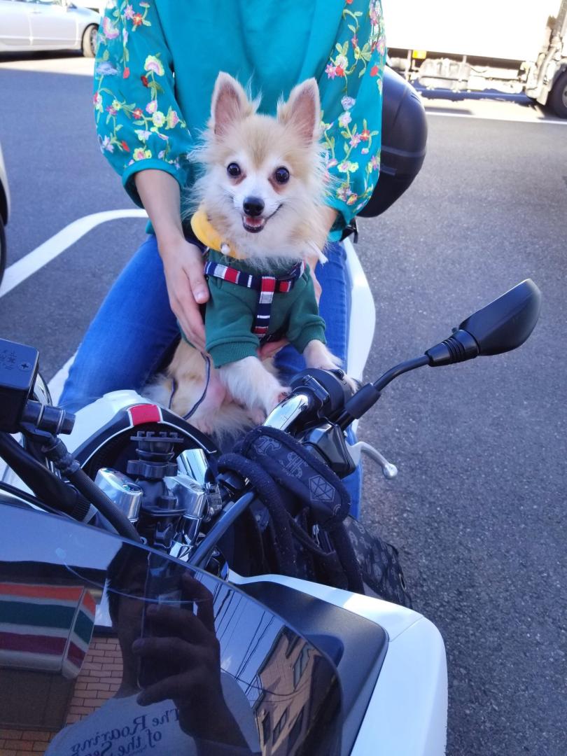 バイクが大好き