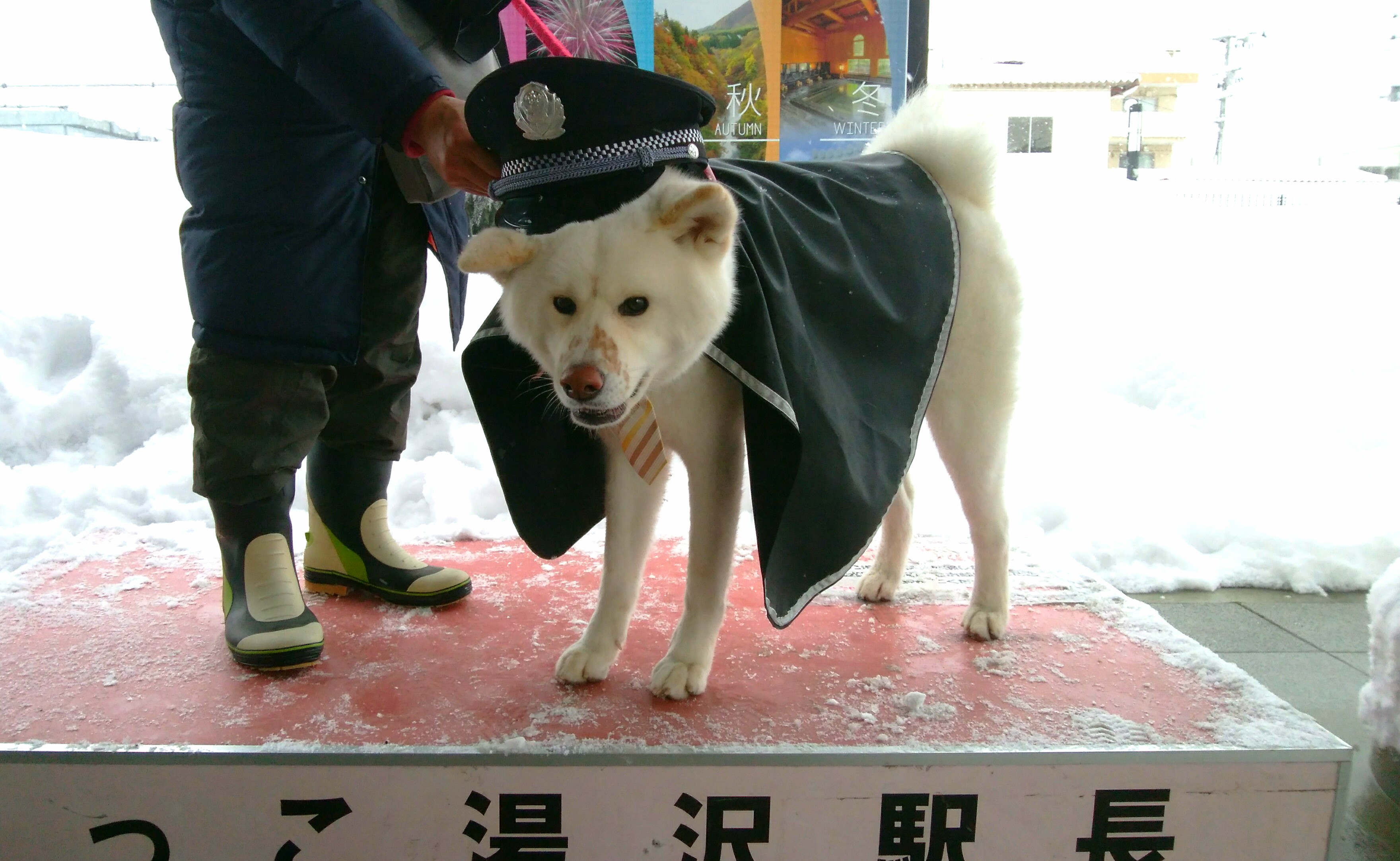 秋田犬駅長 ﾕｷﾁｬﾝﾏﾏさんの投稿写真 犬 愛犬フォトコンテスト イヌトミィ