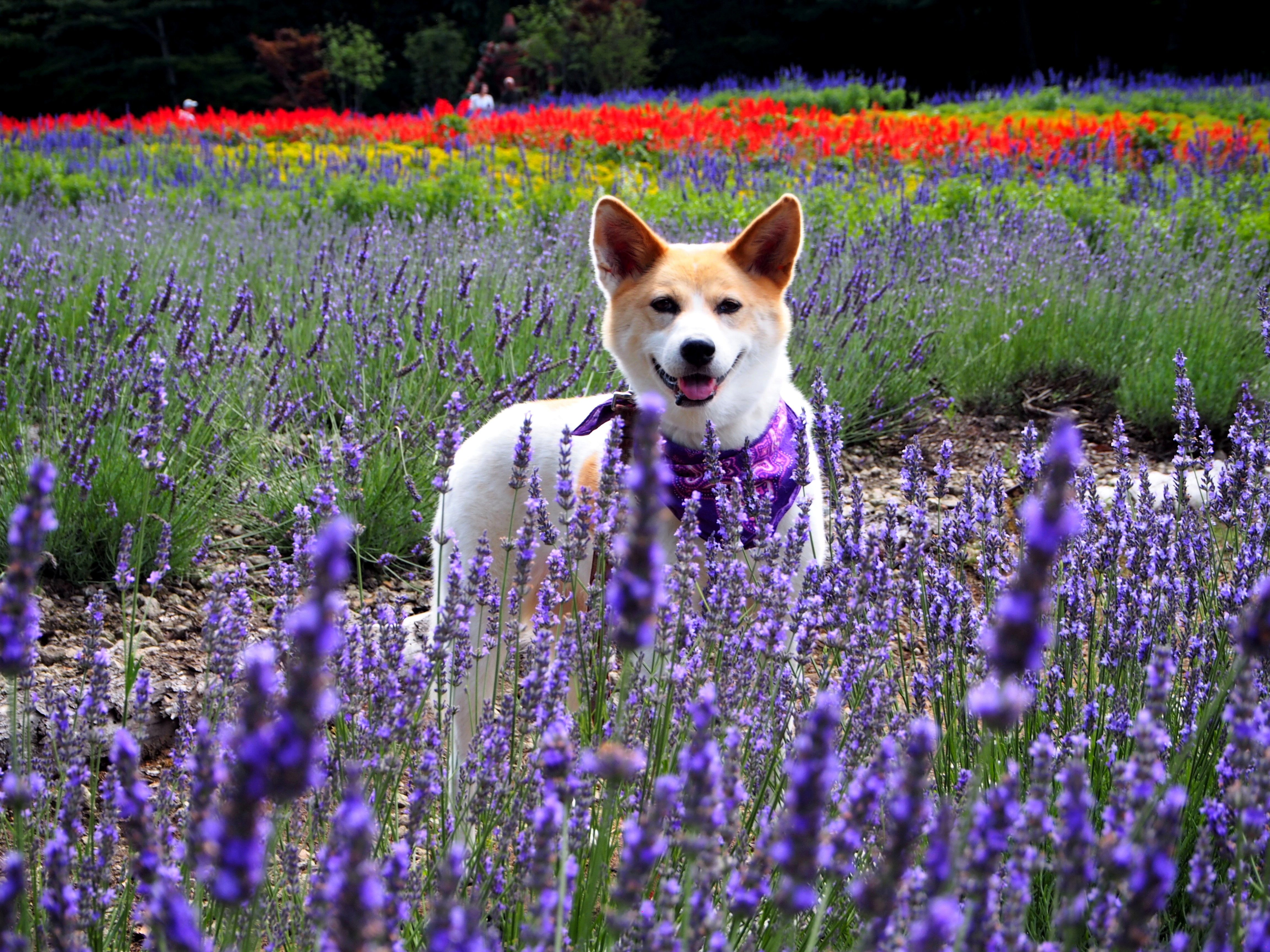 ラベンダーの香り まりまりままさんの投稿写真 犬 愛犬フォトコンテスト イヌトミィ