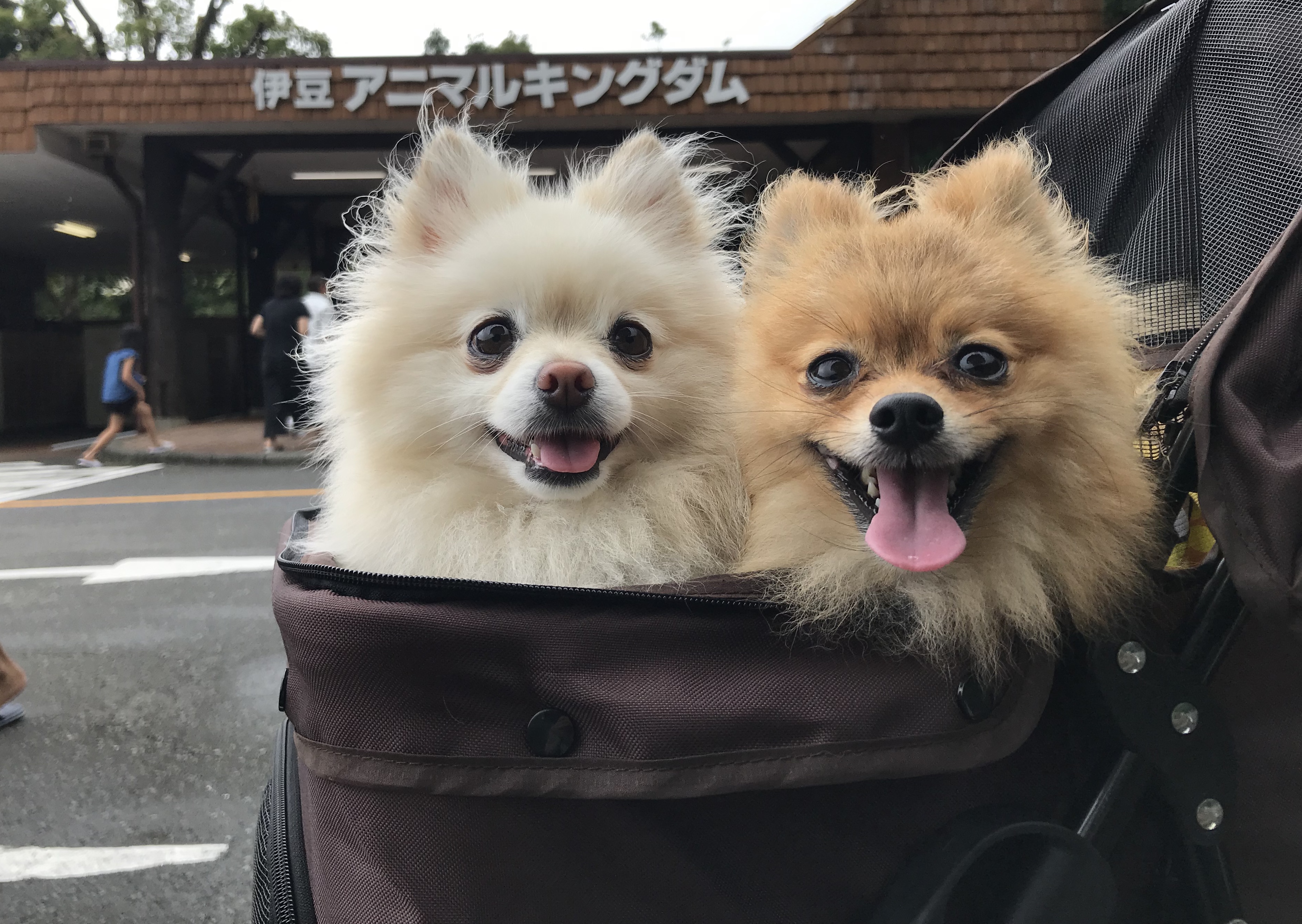 デッドストック ビンテージ ポメラニアン アニマル 犬 ドッグ Tシャツ