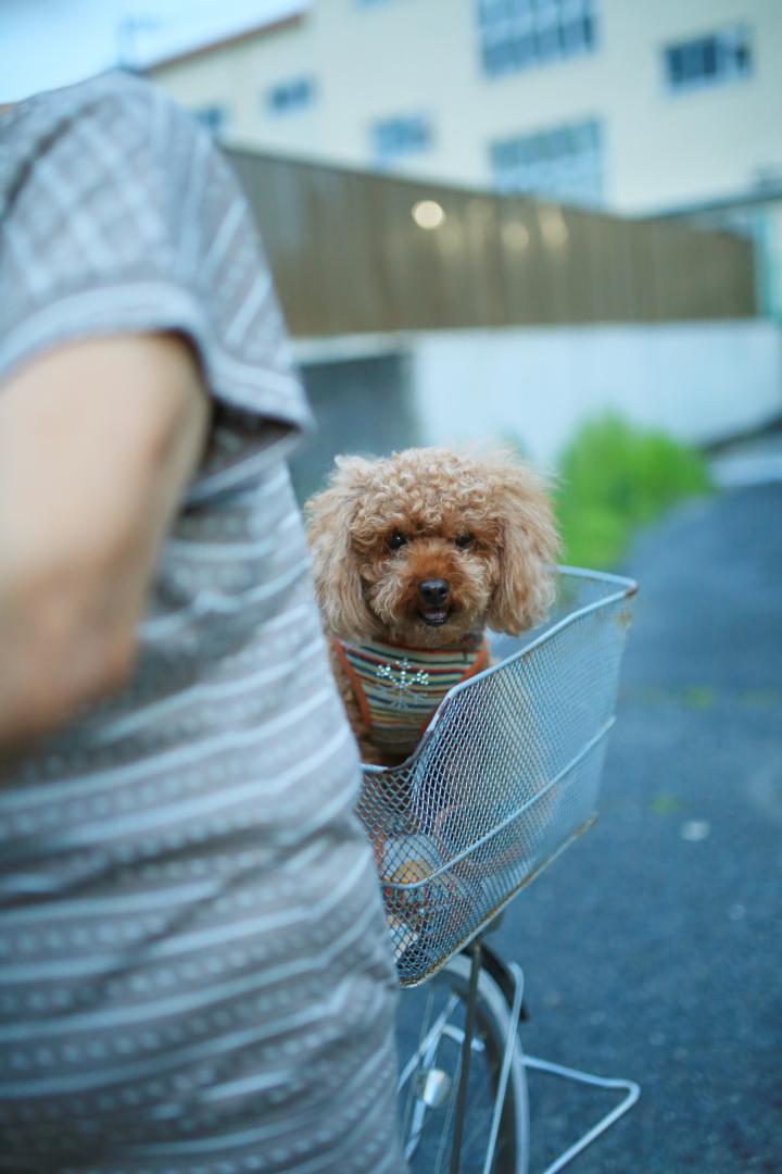 おばあちゃんとお買物