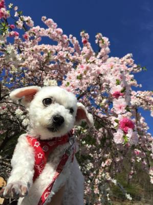 お花見の付き添い