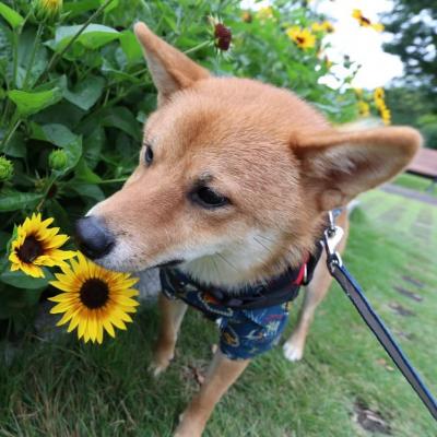 初めての夏