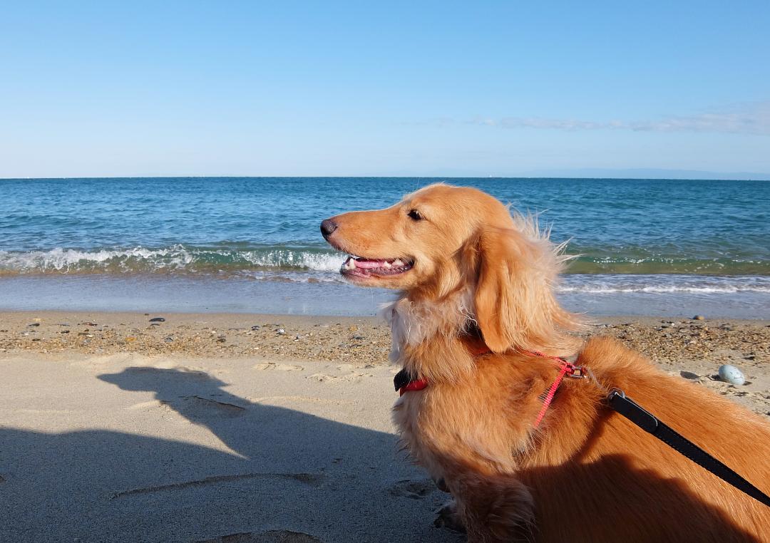 海に来て最高にうれしい！