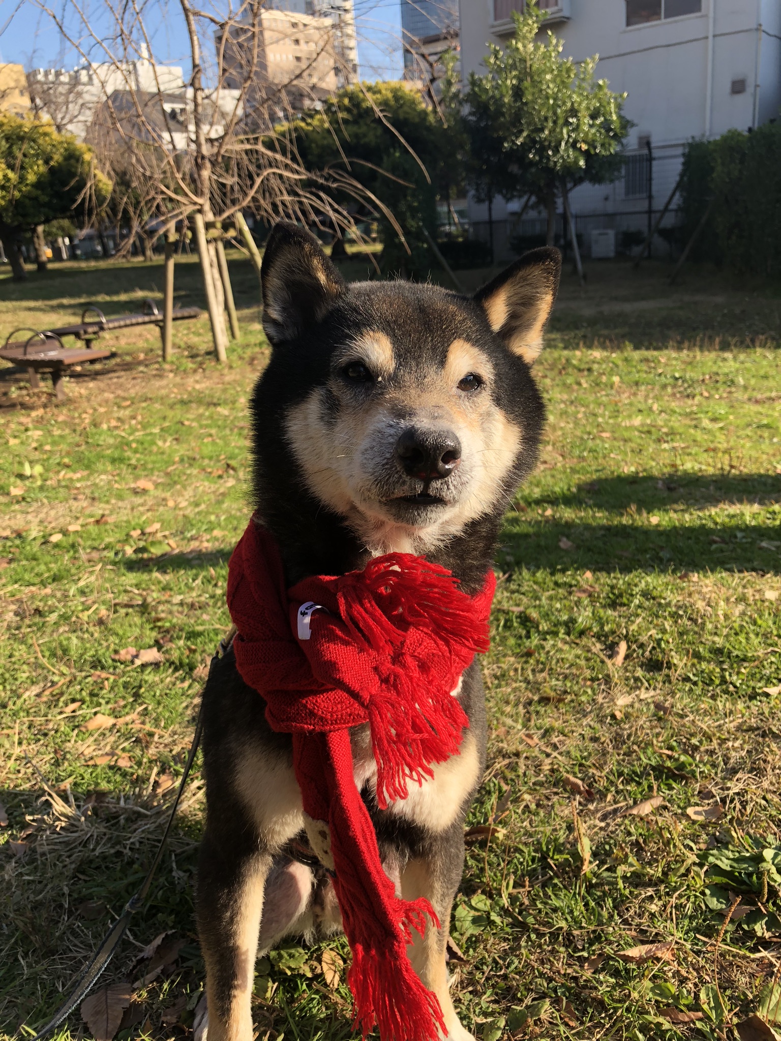 寒がりじゃないよ トワさんの投稿写真 犬 愛犬フォトコンテスト イヌトミィ