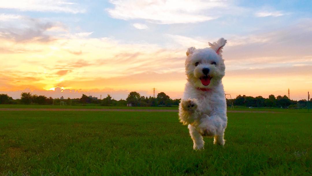 秋の夕焼けダッシュ！