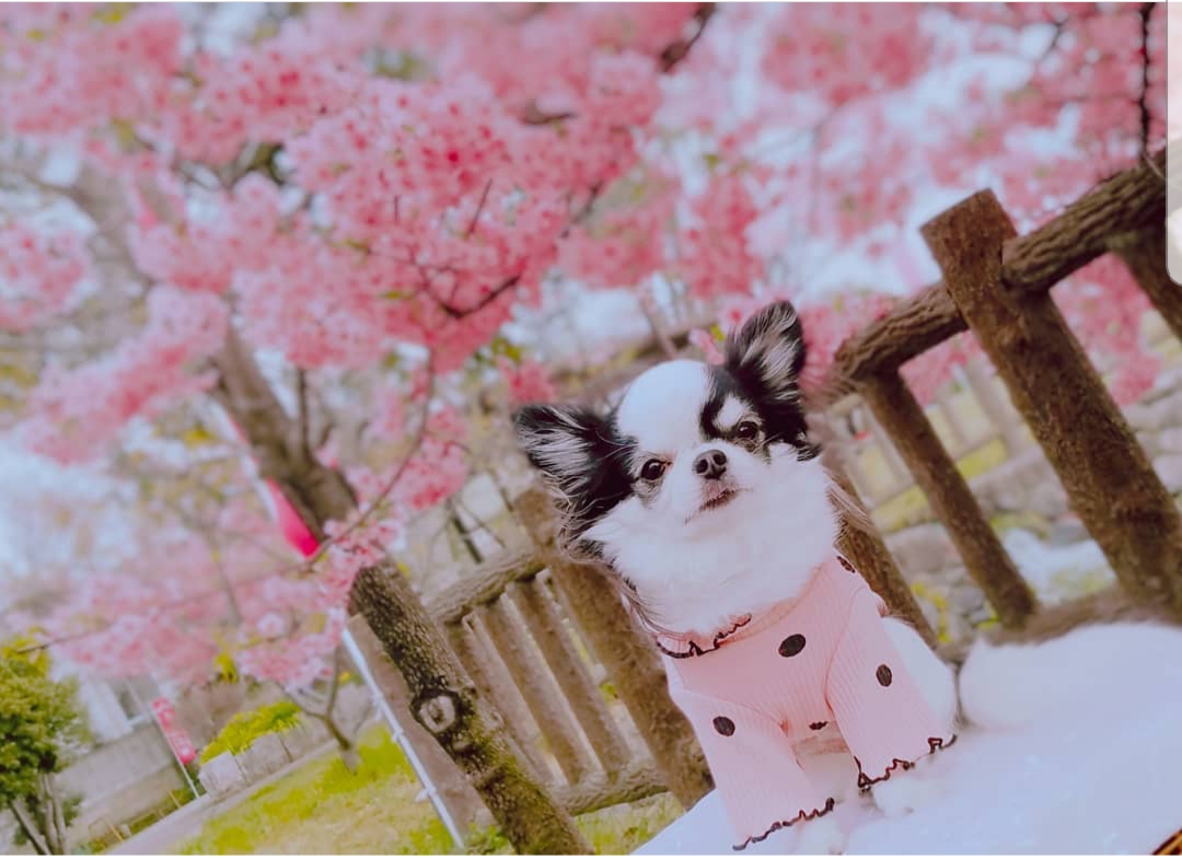 桜の下で会いましょう♡