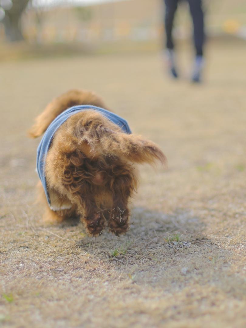 だいっっっ好きなあるじのもとへ一直線！！