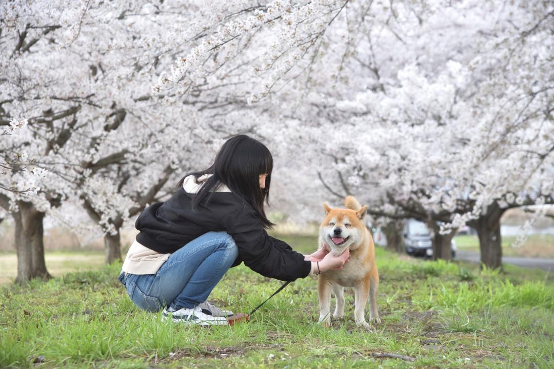 さくらもち