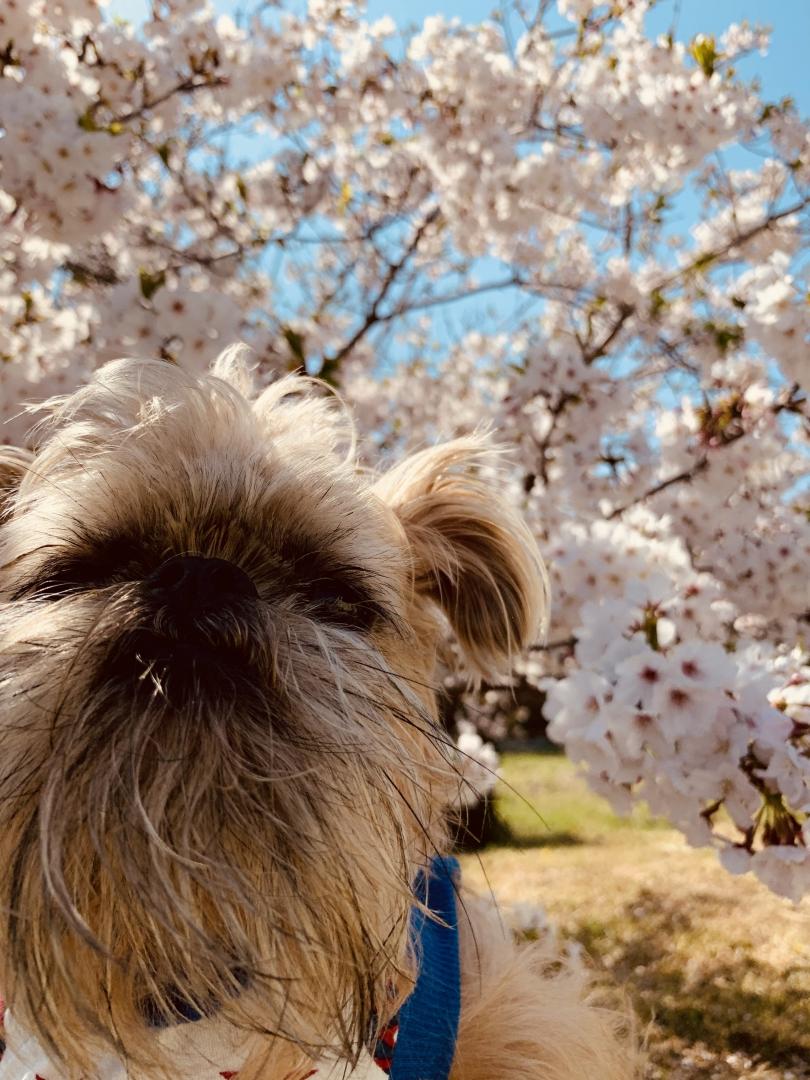 桜とチューさん チューさんさんの投稿写真 犬 愛犬フォトコンテスト イヌトミィ