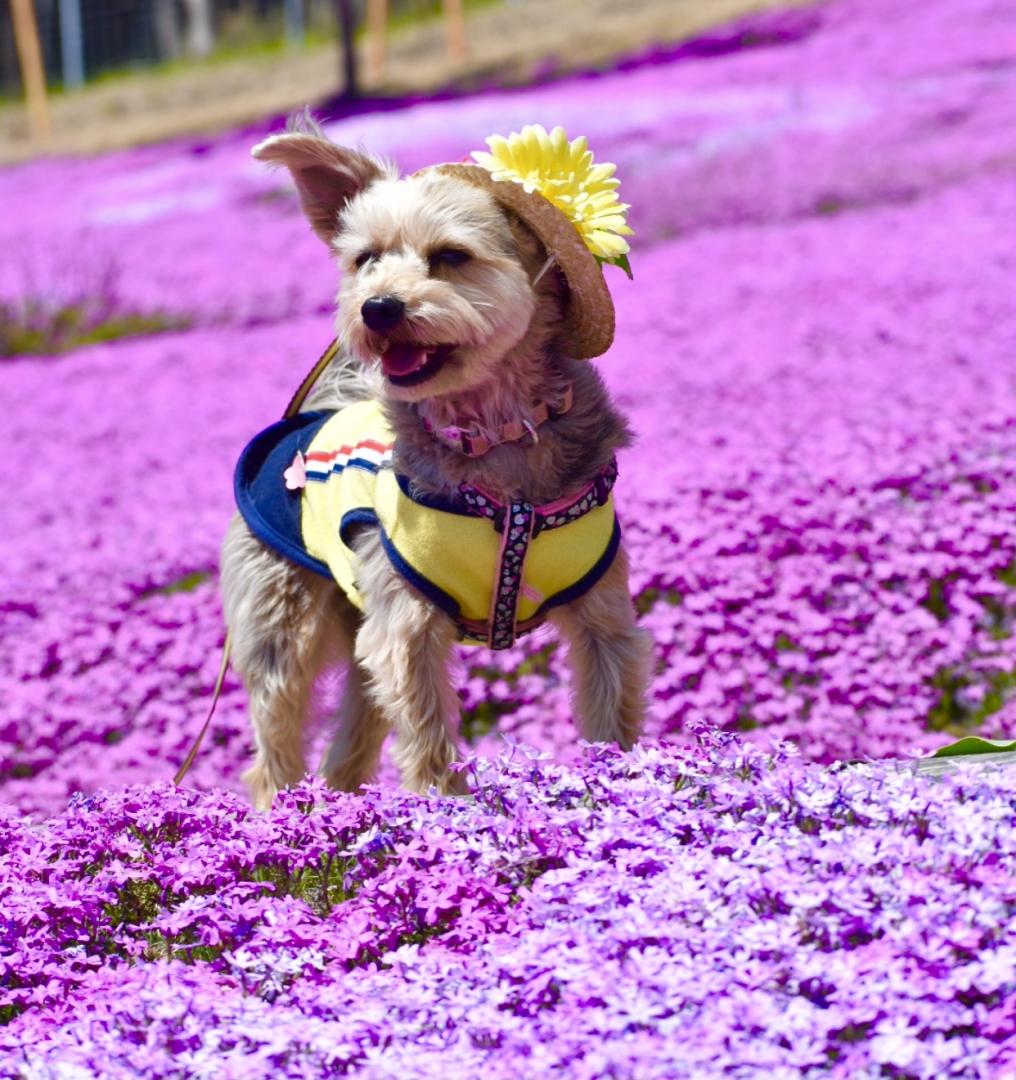 芝桜畑とミツバチ