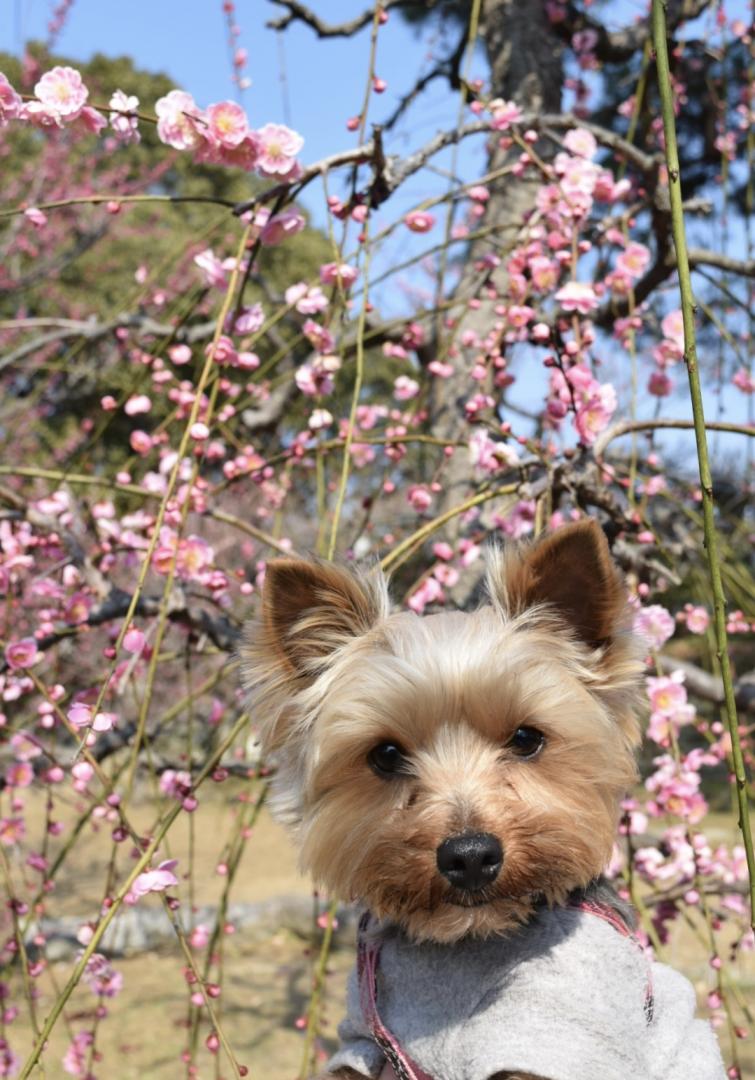 初めての梅の花