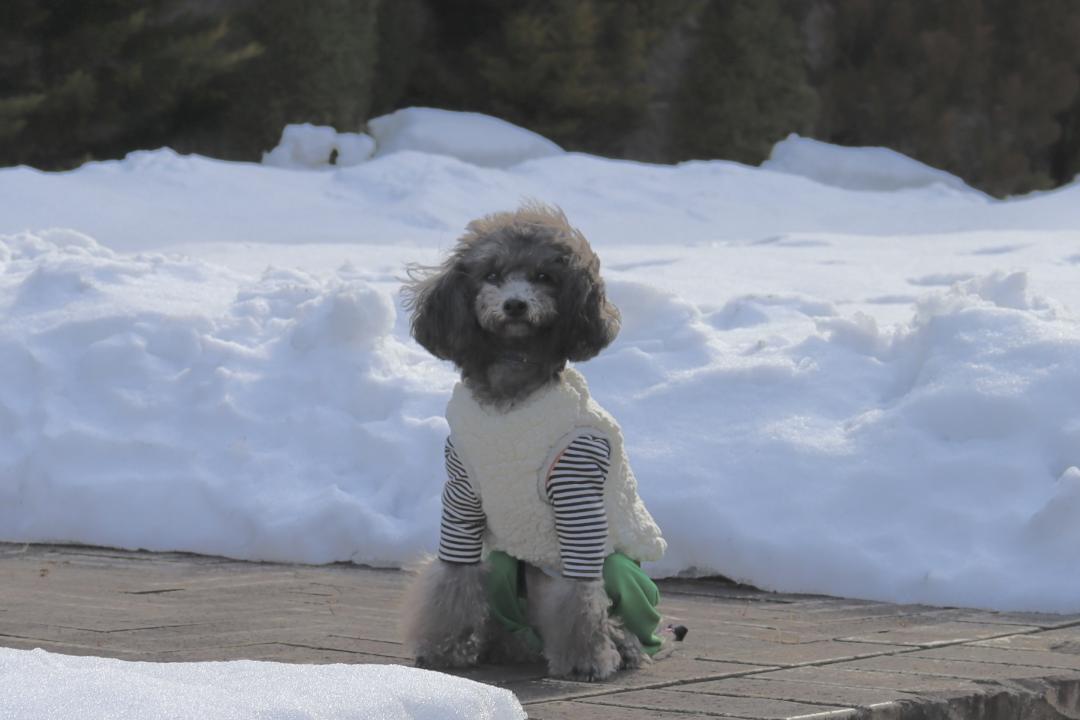 東北犬