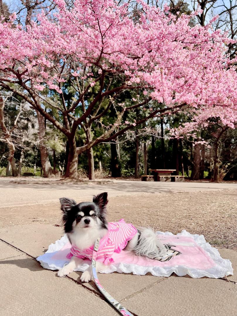 河津桜の木の下で