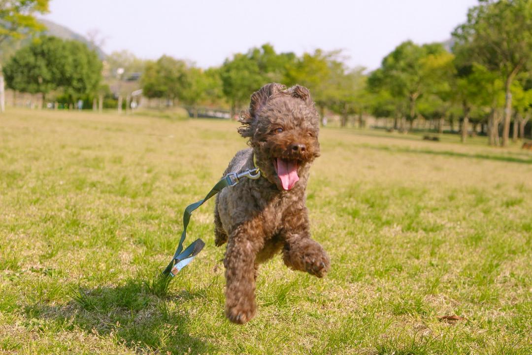 笑顔のダッシュ