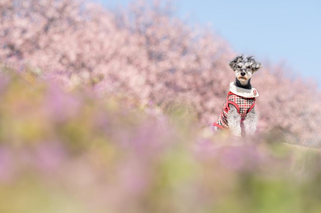 パステルカラーの春が来た！