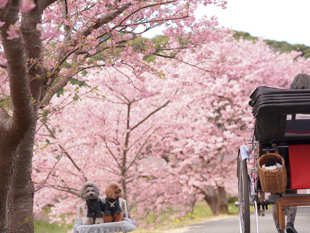 人力車に乗りたいなあ♪