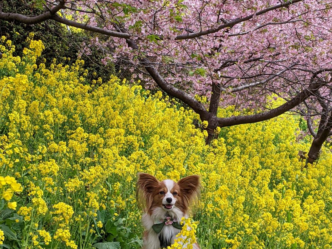 桜と菜の花の海