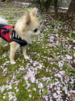 桜の絨毯をお散歩中♪お鼻に何かついてるよ～