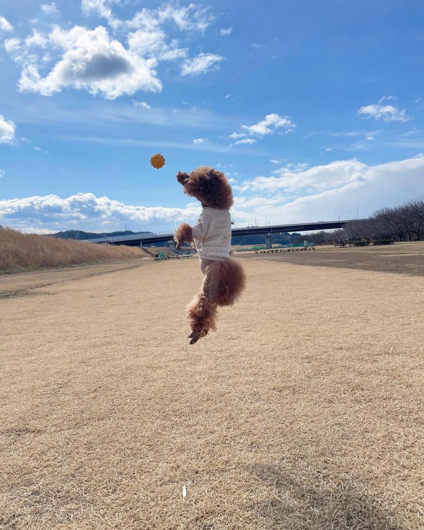 空飛ぶ犬