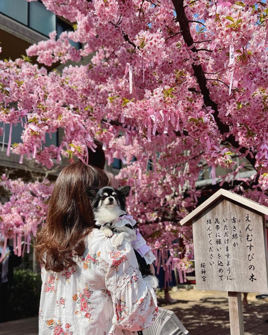 桜とももとママ