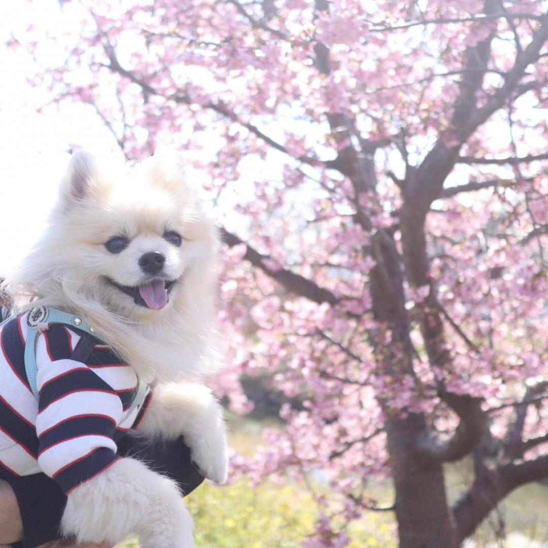 お花見のシーズン来る