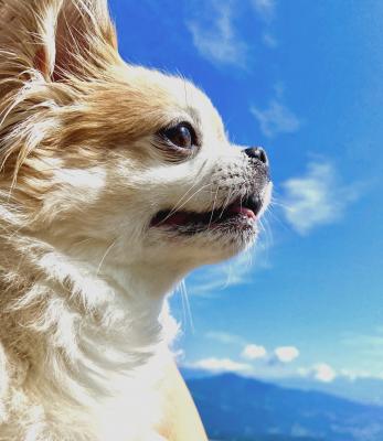 山の空気っておいしいワン！