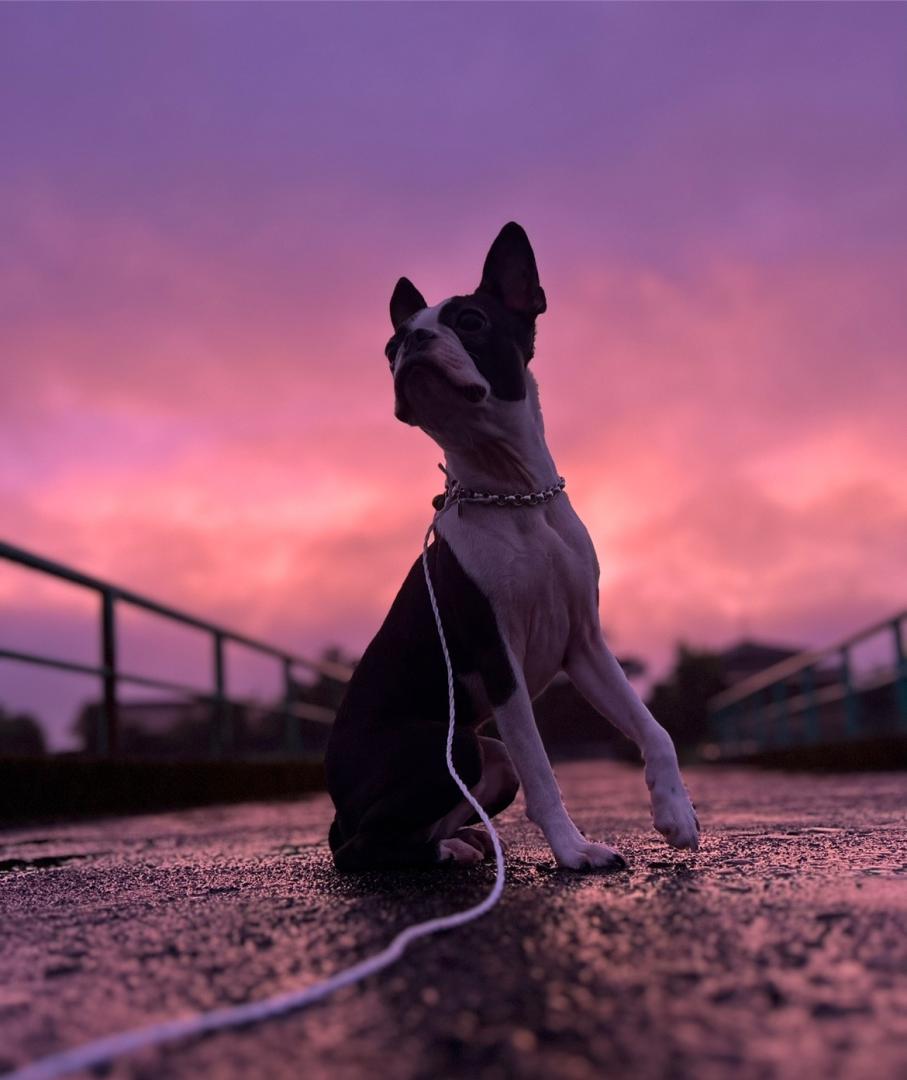 春暁の犬