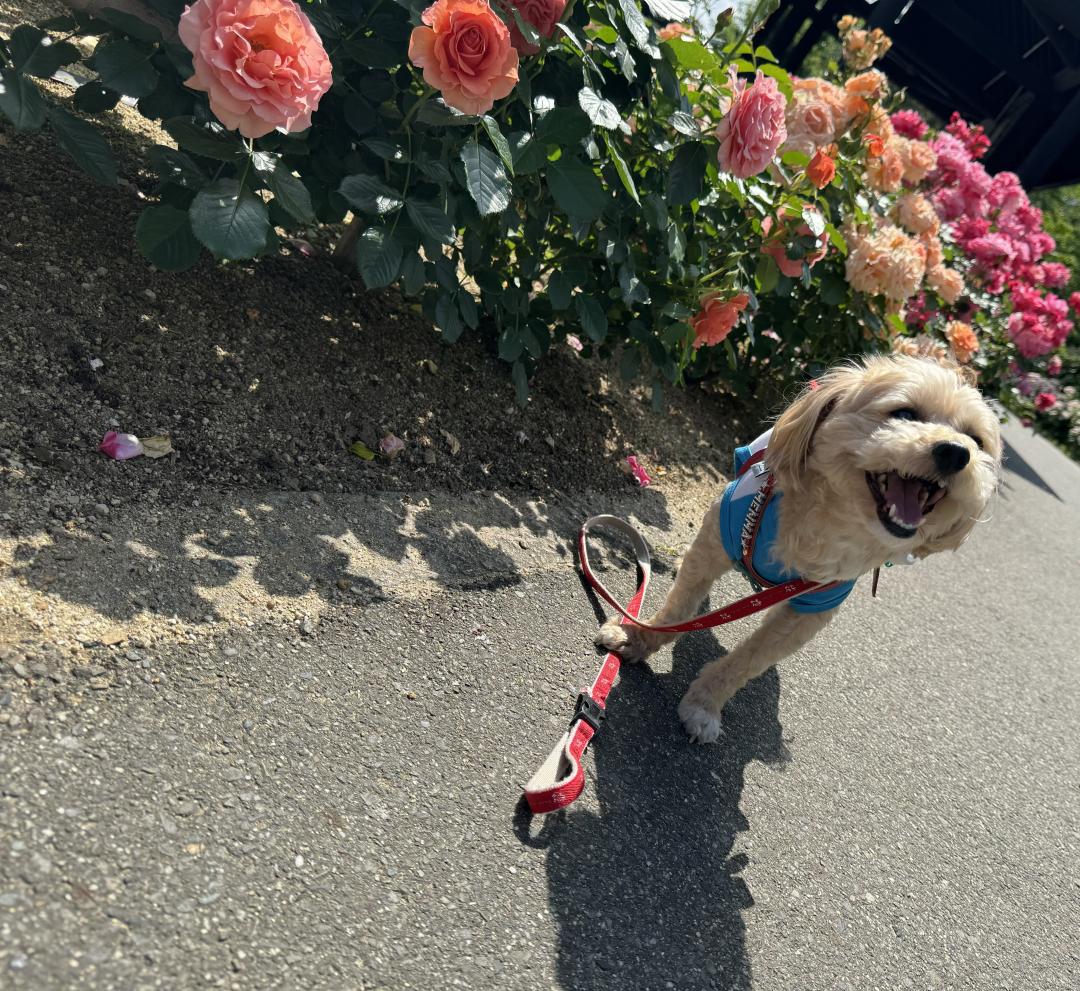 笑顔満点、薔薇満点♥️