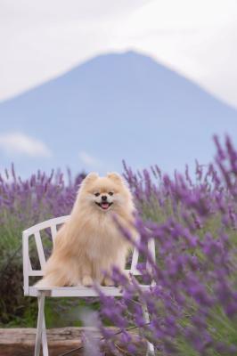 富士山とラベンダー畑