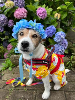 紫陽花と犬と被り物