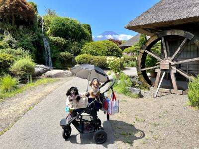 夏の富士山