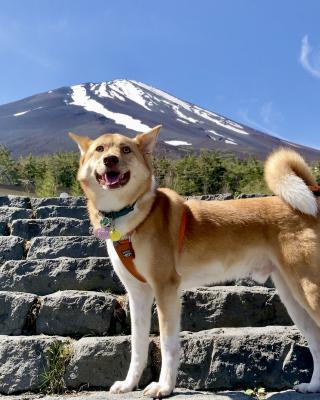 富士山とロイ