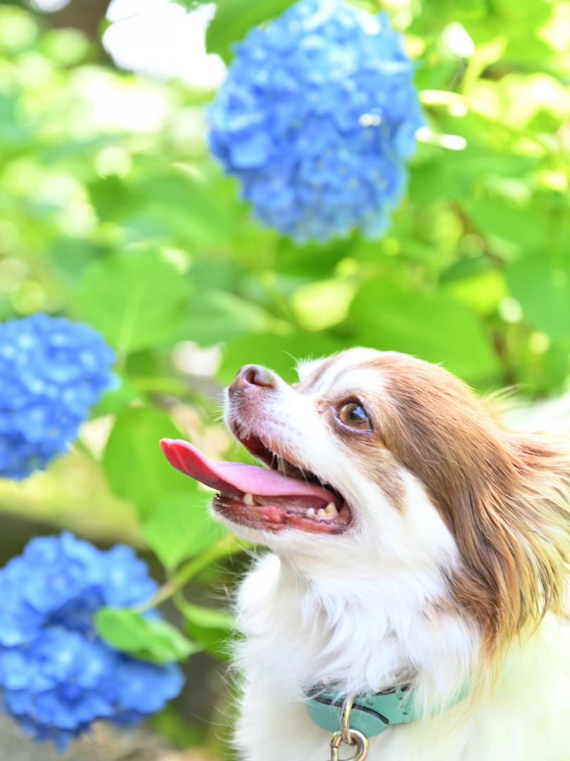 紫陽花きれいだね！