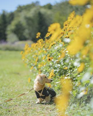 背の低いひまわり