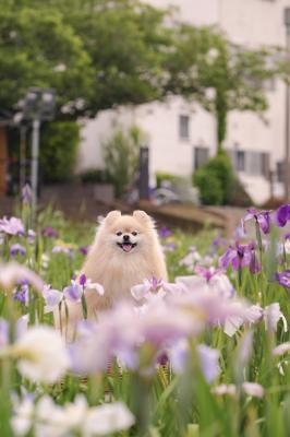 菖蒲とノエル