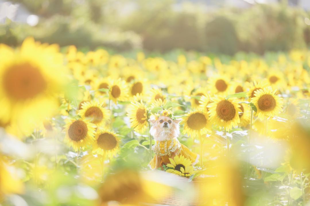 夏の光を纏って