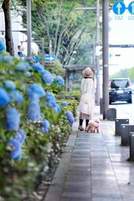 青い紫陽花前で待ち合わせ