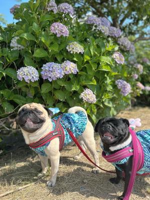 紫陽花と親子パグ